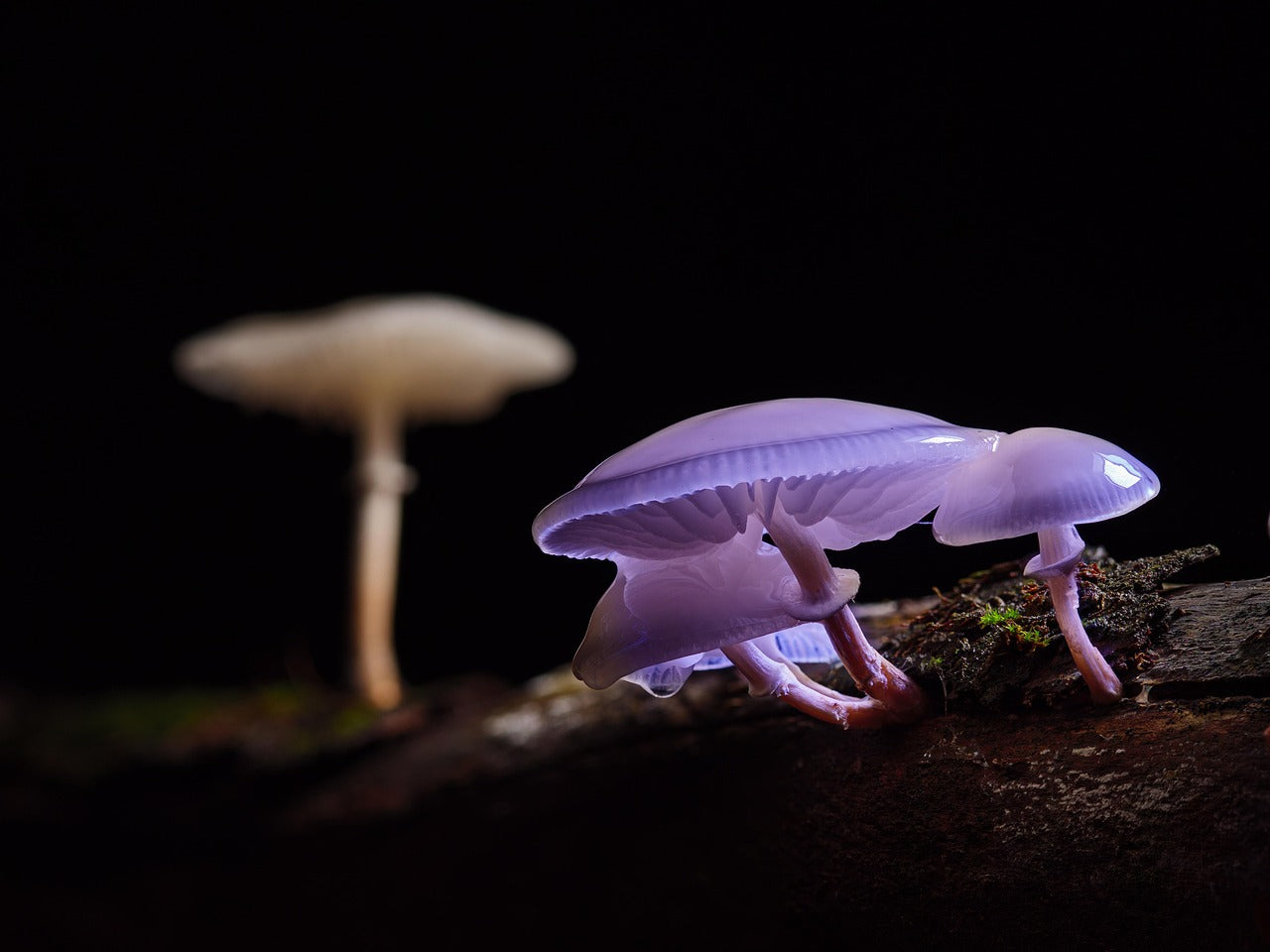 Mushrooms in Skincare: Benefits of Snow Mushroom & Shiitake Extracts