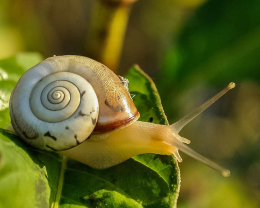 Snail Mucin Serum Benefits For Your Skin| Usage & Science Behind It