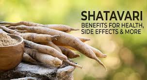 Shatavari Capsules: Benefits, Uses, and Best Brands to Try