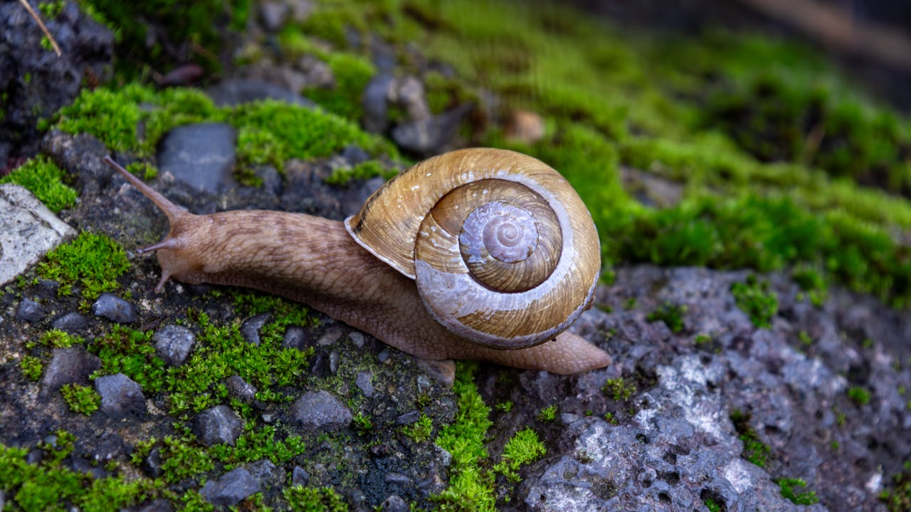 Snail Mucin Side Effects: Understanding Potential Risks and How to Minimize Them