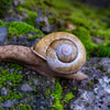 Snail Mucin Side Effects: Understanding Potential Risks and How to Minimize Them