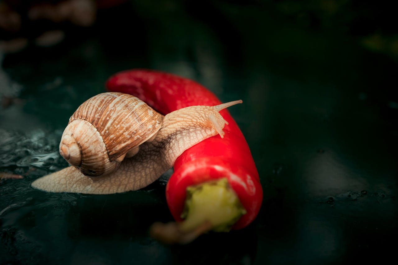 Snail Mucin vs. Niacinamide: Top Pick for Your Skincare Routine