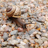 Is Snail Mucin Halal? Are Snails Killed in Snail Mucin?