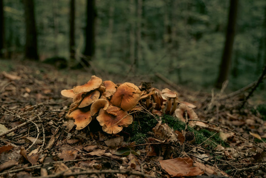 How Reishi Mushroom Helps in Anti-Aging: The Ultimate Guide